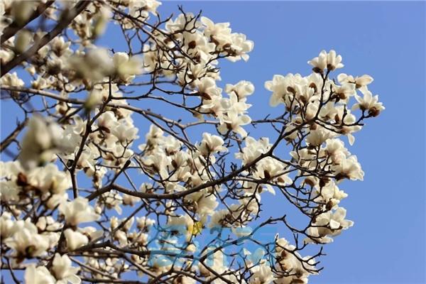 济南市花是什么花，济南的市花叫什么名字（济南最大面积玉兰花盛开）