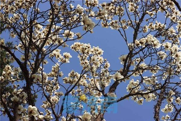 济南市花是什么花，济南的市花叫什么名字（济南最大面积玉兰花盛开）