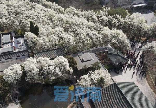 济南市花是什么花，济南的市花叫什么名字（济南最大面积玉兰花盛开）