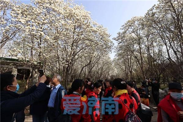 济南市花是什么花，济南的市花叫什么名字（济南最大面积玉兰花盛开）