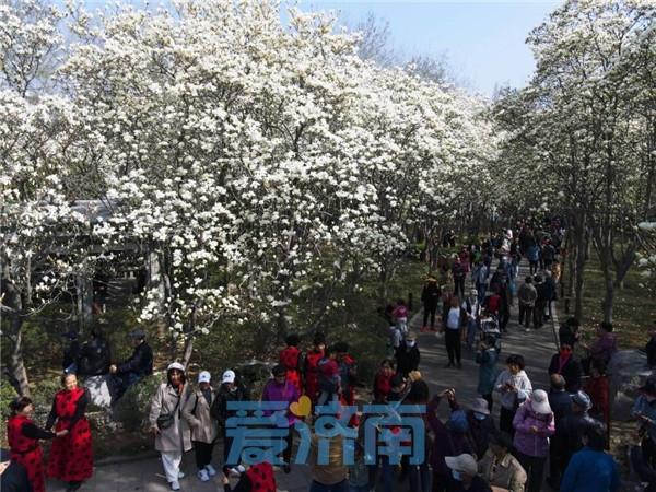 济南市花是什么花，济南的市花叫什么名字（济南最大面积玉兰花盛开）