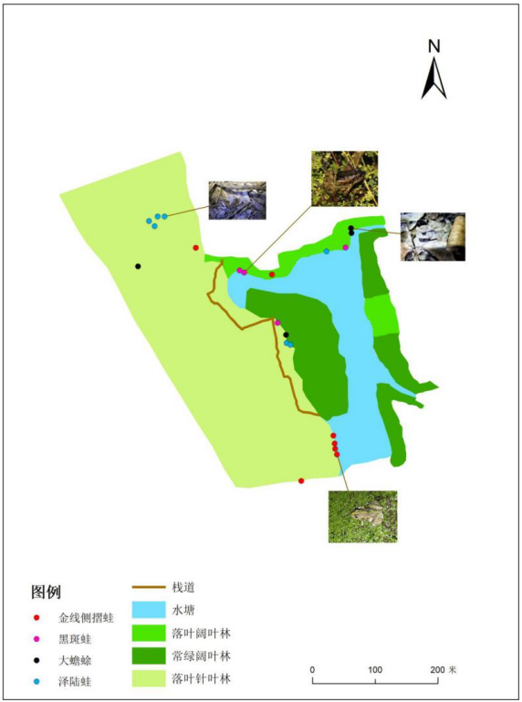 蛙的种类，蛙的种类和名称（“呱声一片”正消逝）