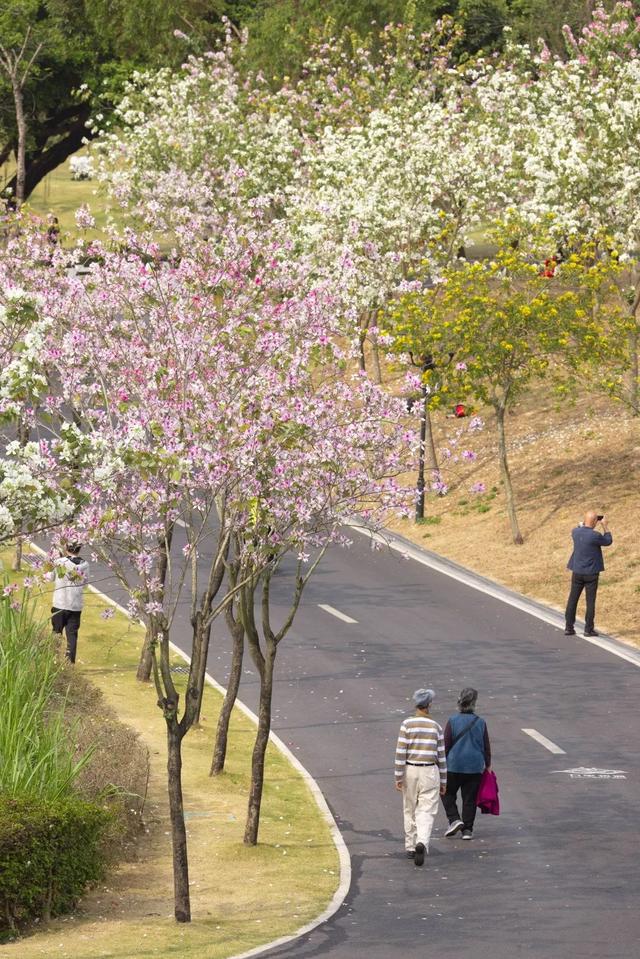 春天里，香山湖，赴一场花海约会