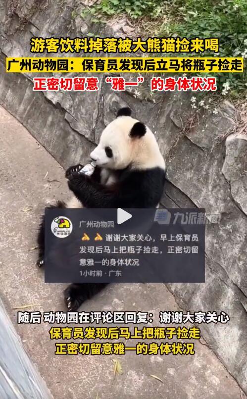 饮料掉落被熊猫喝，饮料掉落被熊猫喝了会怎样（广州动物园回应游客饮料掉落被熊猫捡来喝）