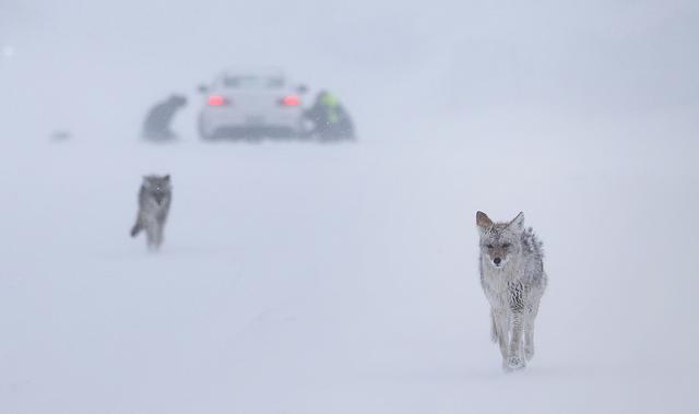 美国多地遭暴风雪，美加州部分地区持续遭遇暴风雪