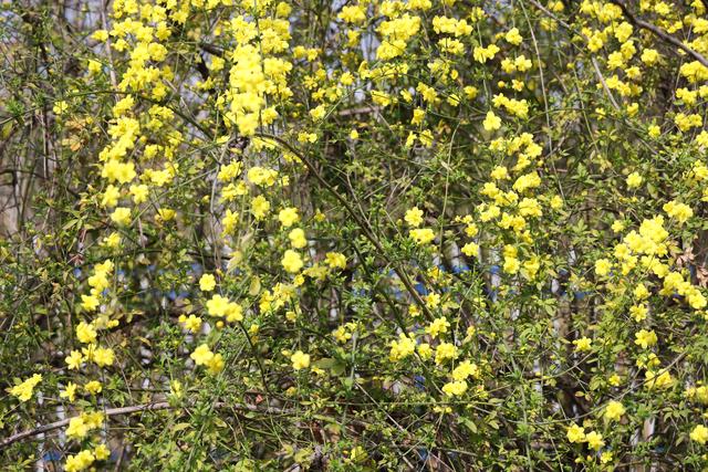 什么的花朵填空，什么的花朵形容词填空（咸安：迎春花开满枝头）