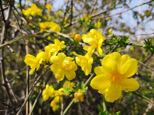 什么的花朵填空，什么的花朵形容词填空（咸安：迎春花开满枝头）
