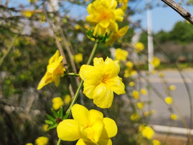什么的花朵填空，什么的花朵形容词填空（咸安：迎春花开满枝头）