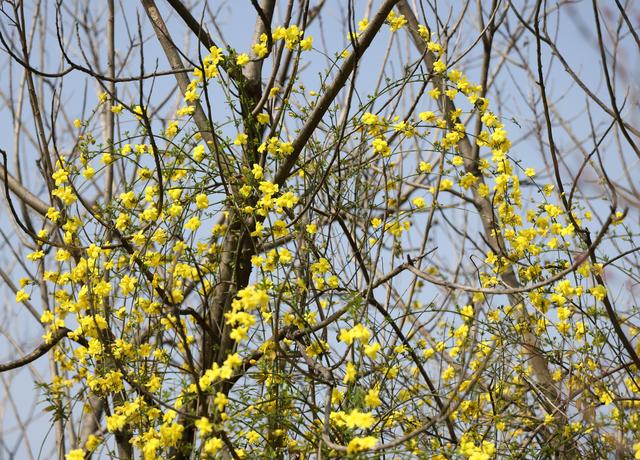 什么的花朵填空，什么的花朵形容词填空（咸安：迎春花开满枝头）