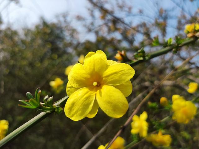 什么的花朵填空，什么的花朵形容词填空（咸安：迎春花开满枝头）