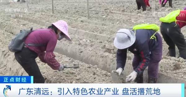 水头镇属于哪个市，水头镇属于哪个市哪个区（广东清远千亩撂荒地上种出了致富田）