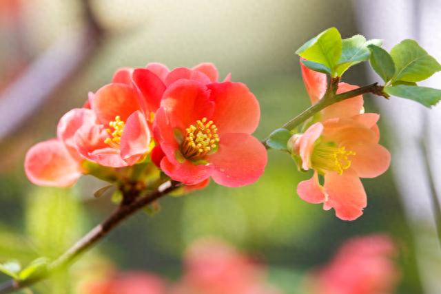 山东好景｜百花公园百花开，万紫千红醉游人