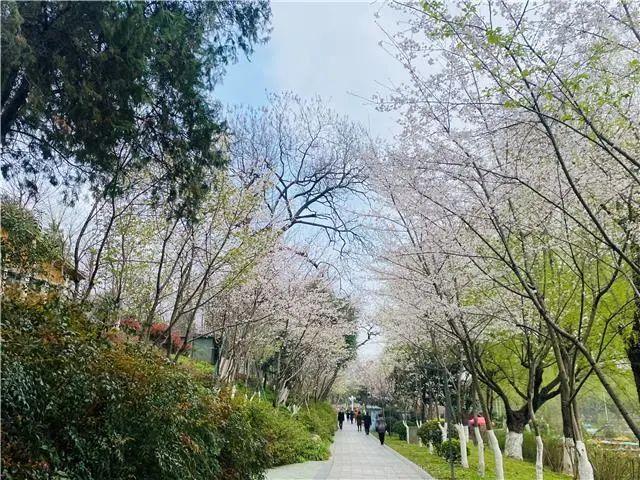 荆州旅游景点大全，荆州旅游景点大全和地理位置（带你解锁春日限定美景）