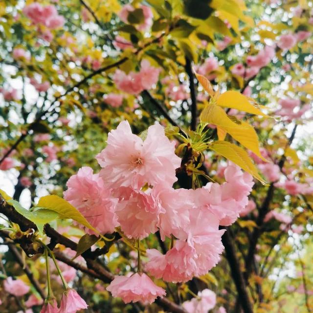 荆州旅游景点大全，荆州旅游景点大全和地理位置（带你解锁春日限定美景）