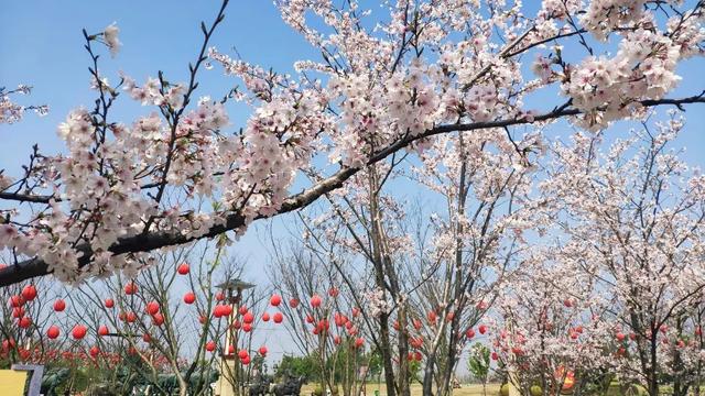 荆州旅游景点大全，荆州旅游景点大全和地理位置（带你解锁春日限定美景）
