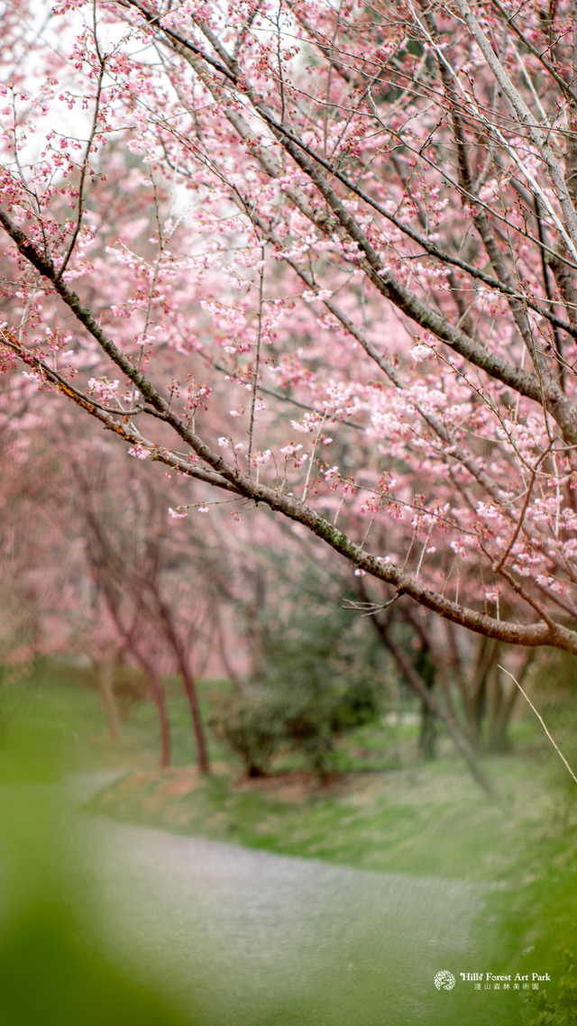 荆州旅游景点大全，荆州旅游景点大全和地理位置（带你解锁春日限定美景）