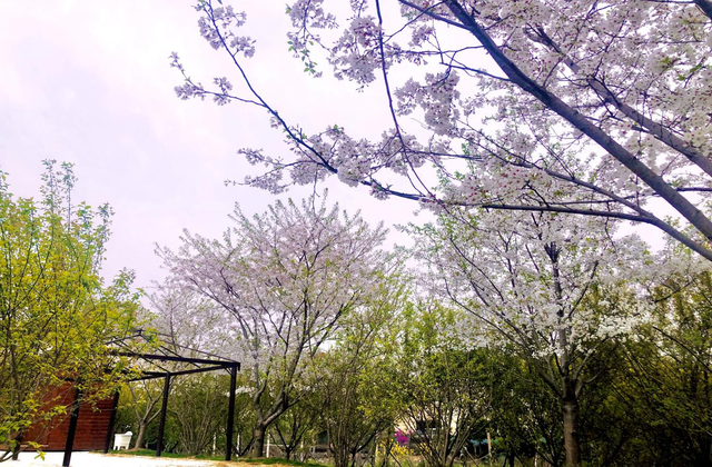 荆州旅游景点大全，荆州旅游景点大全和地理位置（带你解锁春日限定美景）