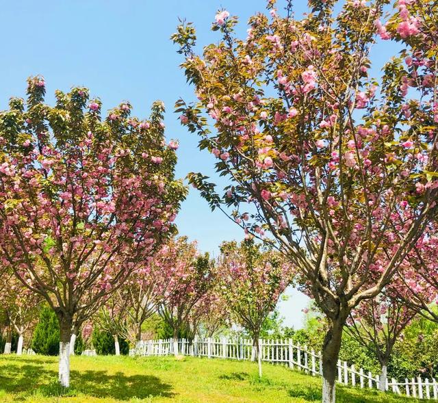 荆州旅游景点大全，荆州旅游景点大全和地理位置（带你解锁春日限定美景）