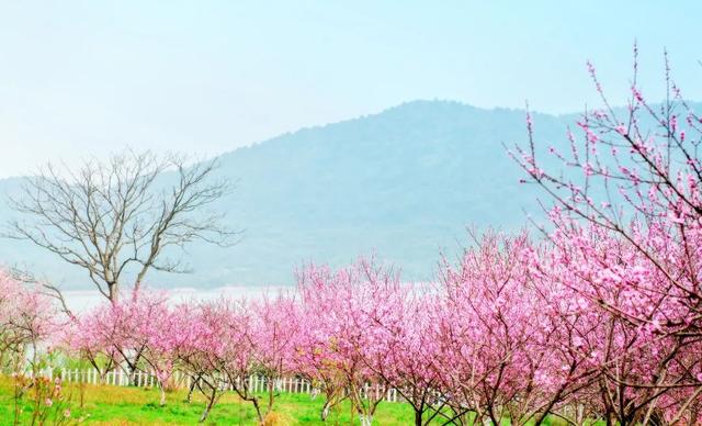 荆州旅游景点大全，荆州旅游景点大全和地理位置（带你解锁春日限定美景）