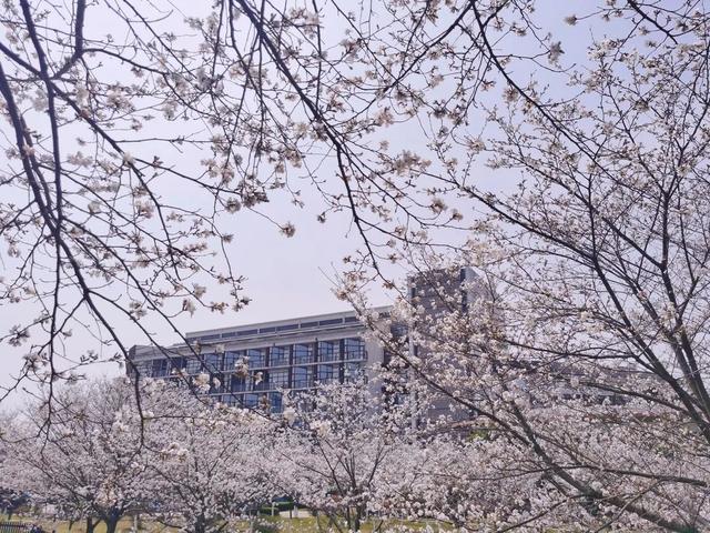 荆州旅游景点大全，荆州旅游景点大全和地理位置（带你解锁春日限定美景）