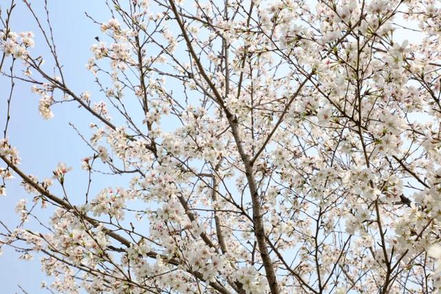 荆州旅游景点大全，荆州旅游景点大全和地理位置（带你解锁春日限定美景）