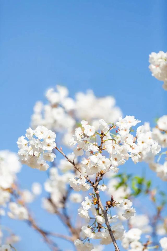 荆州旅游景点大全，荆州旅游景点大全和地理位置（带你解锁春日限定美景）