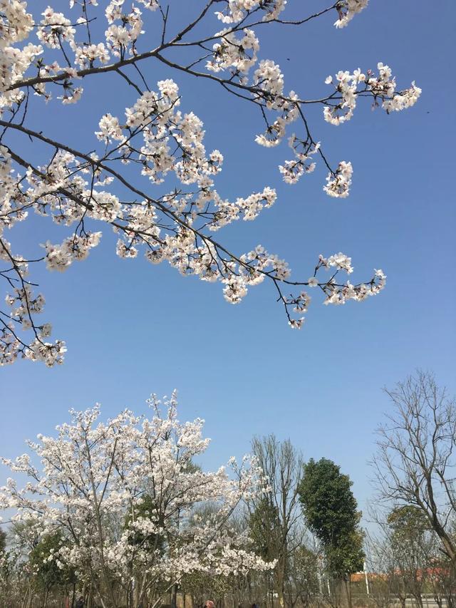 荆州旅游景点大全，荆州旅游景点大全和地理位置（带你解锁春日限定美景）