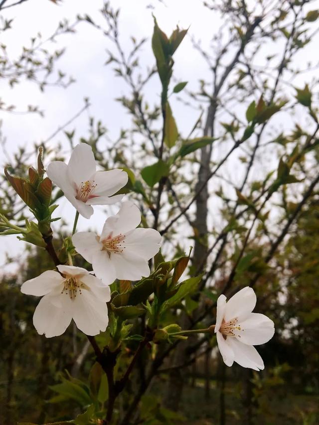 荆州旅游景点大全，荆州旅游景点大全和地理位置（带你解锁春日限定美景）