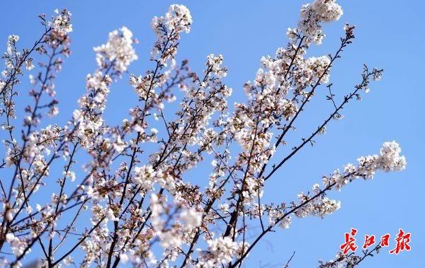 樱花迎来首个开花期，早樱花花期（武汉首个樱花主题的免费公园花开了）