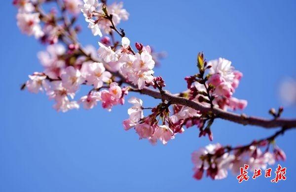 樱花迎来首个开花期，早樱花花期（武汉首个樱花主题的免费公园花开了）