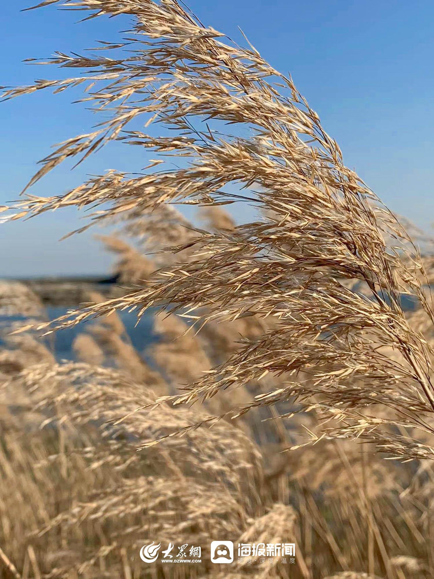 山东日照海边旅游景点(山东日照海边哪里好玩的地方)