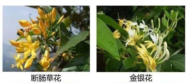 突发公共卫生事件，突发公共卫生事件定义（广东突发1起食物中毒事件）