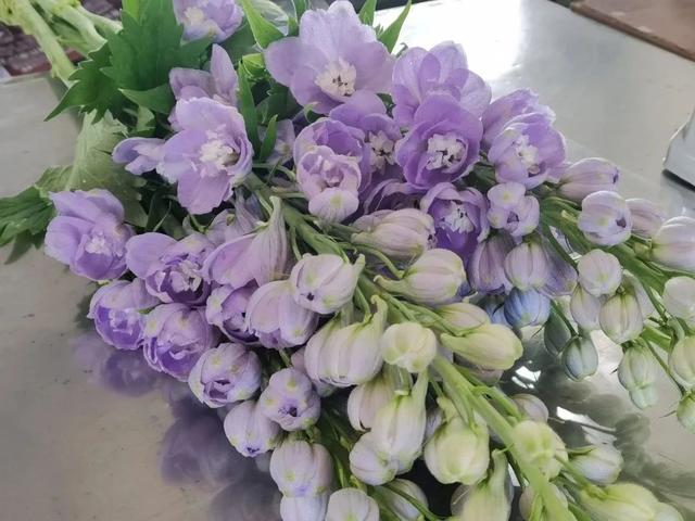 大飞燕鲜切花养护方法，崇明大飞燕、风铃草迎来销售“黄金期”