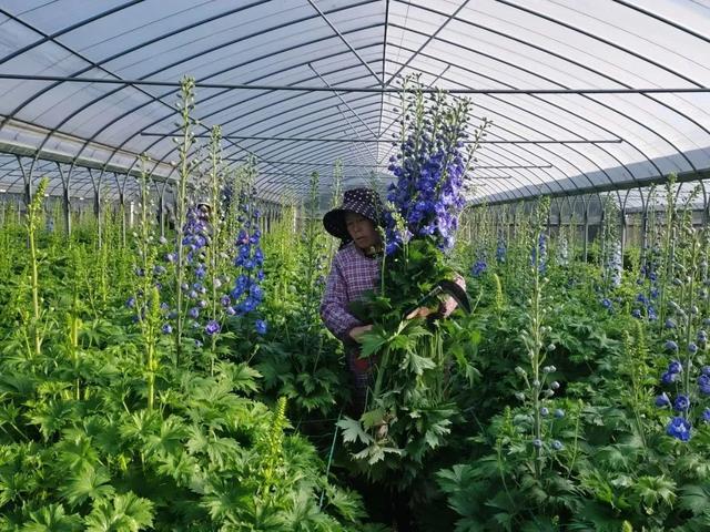 大飞燕鲜切花养护方法，崇明大飞燕、风铃草迎来销售“黄金期”
