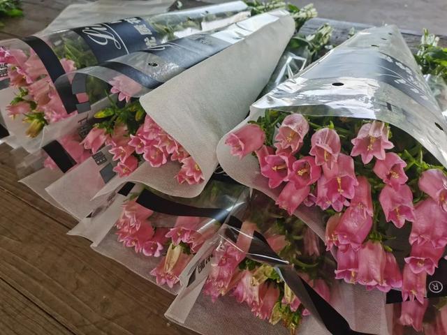 大飞燕鲜切花养护方法，崇明大飞燕、风铃草迎来销售“黄金期”