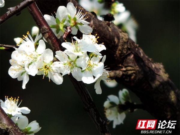 李花什么时候开，南方地区12月到3月开花的时令花卉（又到了赏花的好季节）