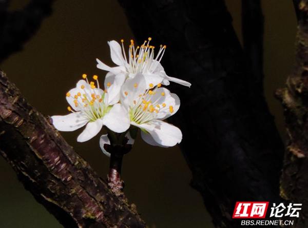 李花什么时候开，南方地区12月到3月开花的时令花卉（又到了赏花的好季节）