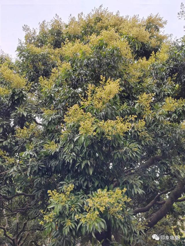 荔枝上市时间及价格，今年能实现“荔枝自由”吗