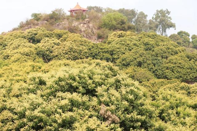 荔枝上市时间及价格，今年能实现“荔枝自由”吗