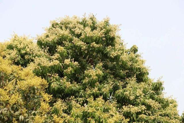 荔枝上市时间及价格，今年能实现“荔枝自由”吗