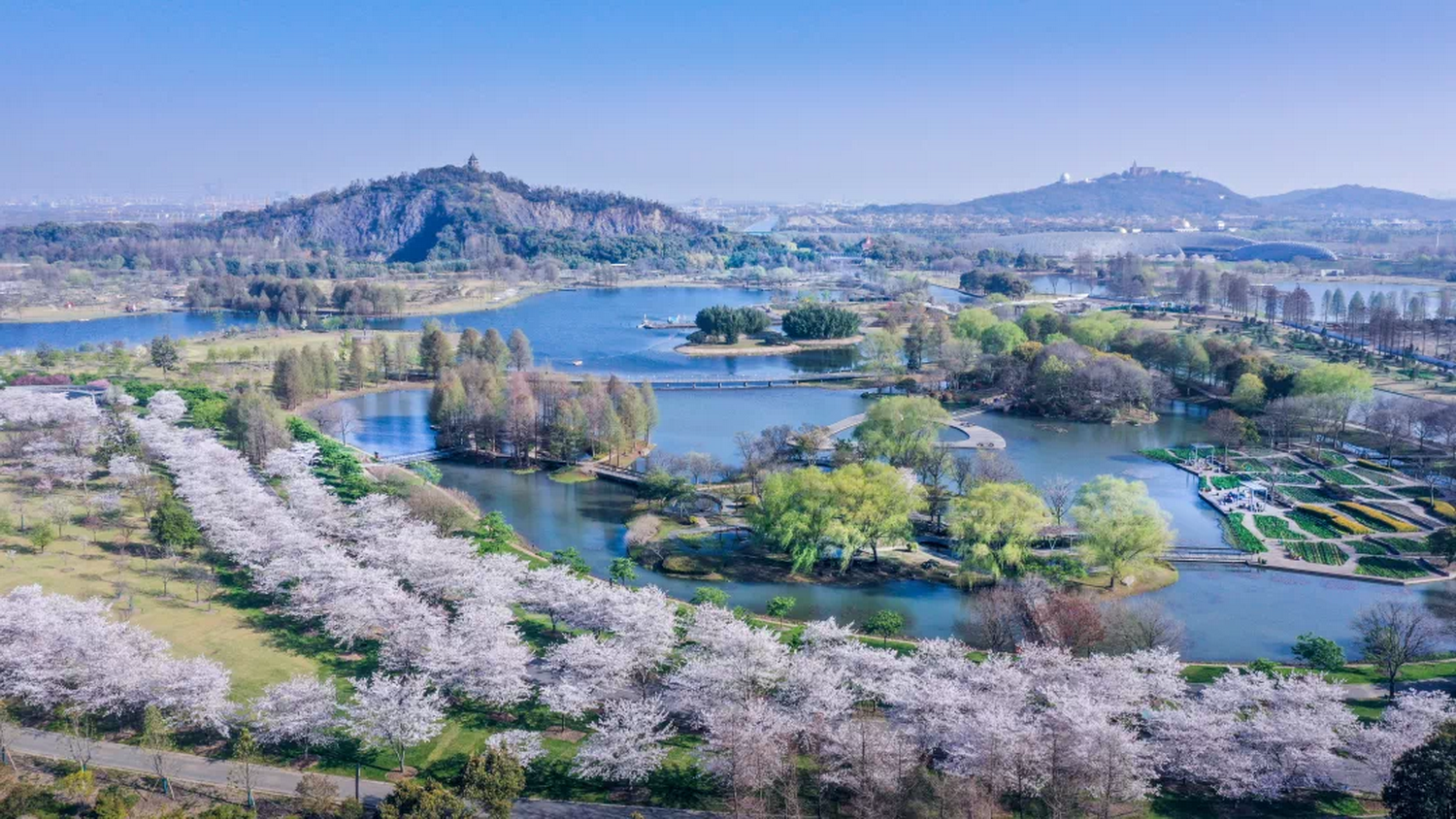 上海赏樱花都有哪些地方，本周末是染井吉野樱最佳观赏期