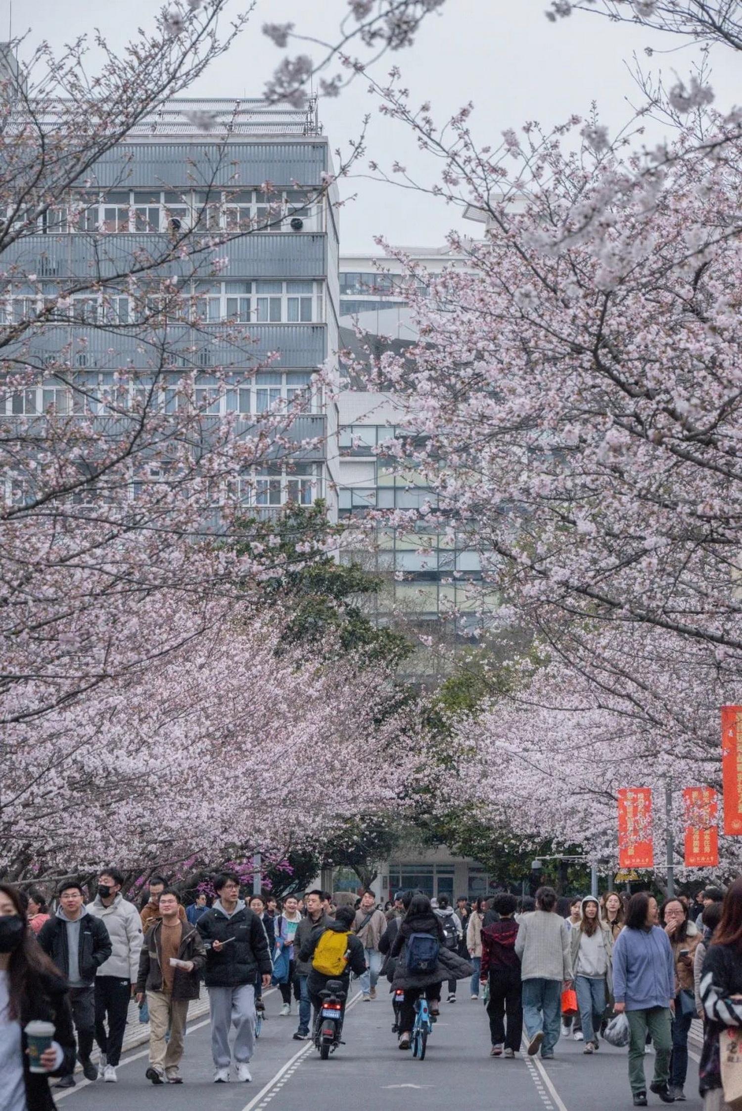 上海赏樱花都有哪些地方，本周末是染井吉野樱最佳观赏期