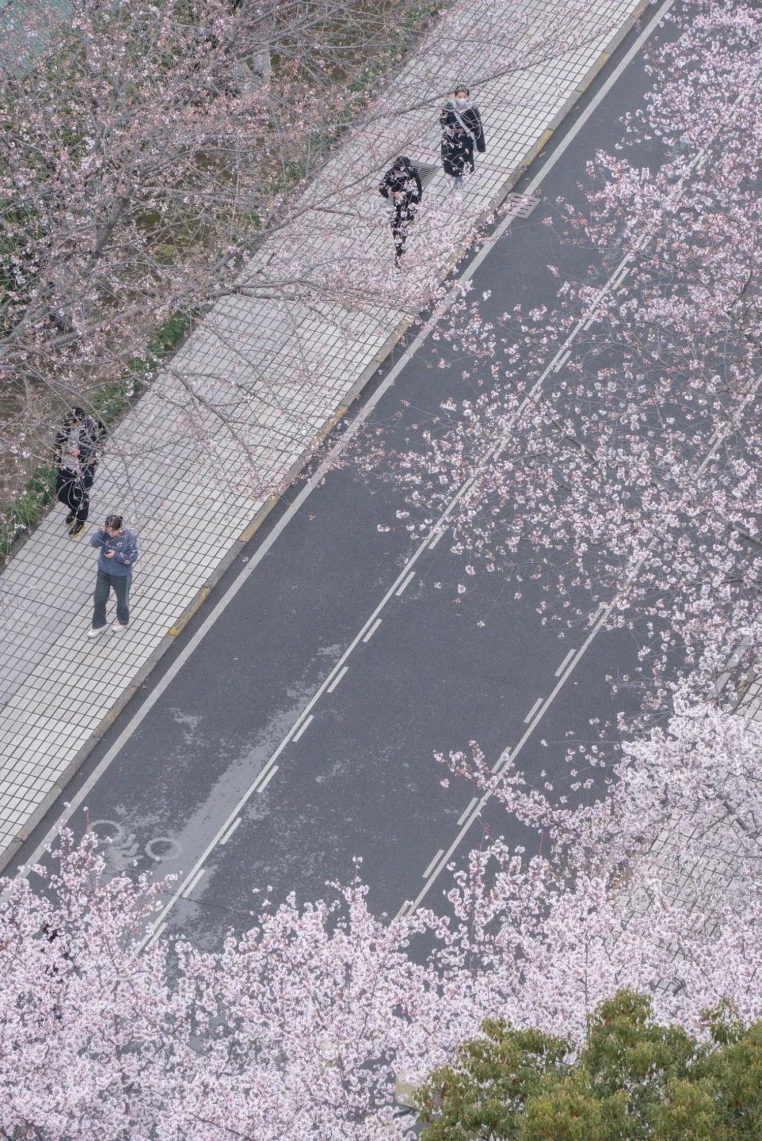 上海赏樱花都有哪些地方，本周末是染井吉野樱最佳观赏期