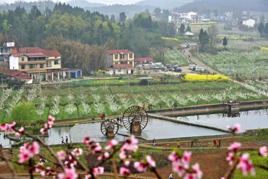 江油看花的景点推荐，来江油共赴一场梨花盛宴