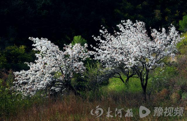 河南省林州市旅游景点介绍，河南林州：春日里的太行大峡谷