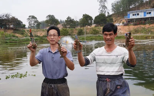 大蓝色小龙虾，博白产澳洲蓝龙虾上市