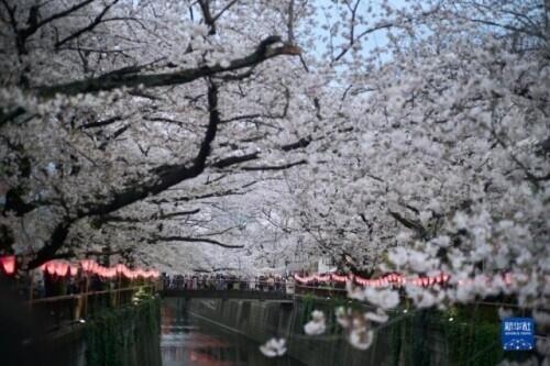 日本樱花什么时候开，日本樱花开花季日程表和攻略（东京：樱花盛放）