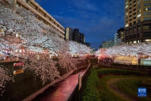 日本樱花什么时候开，日本樱花开花季日程表和攻略（东京：樱花盛放）