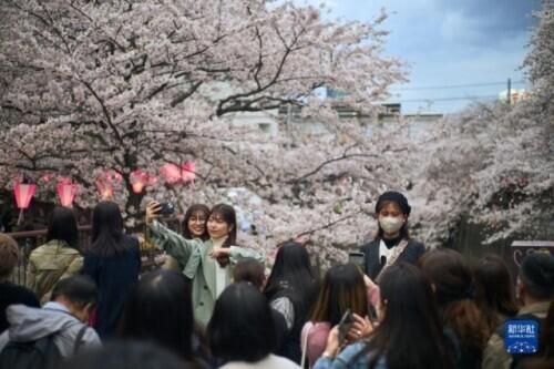 日本樱花什么时候开，日本樱花开花季日程表和攻略（东京：樱花盛放）