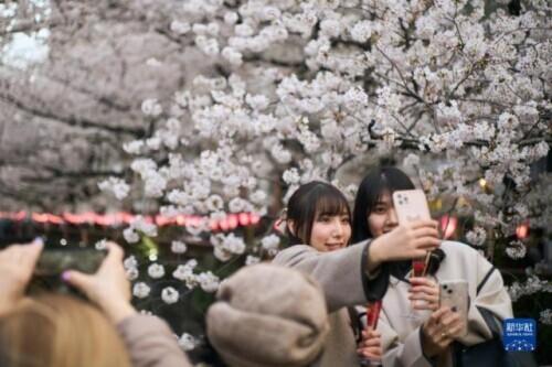 日本樱花什么时候开，日本樱花开花季日程表和攻略（东京：樱花盛放）